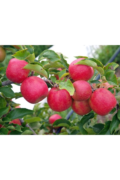 Яблуня домашня Джонаголд Ерлі Квін фото